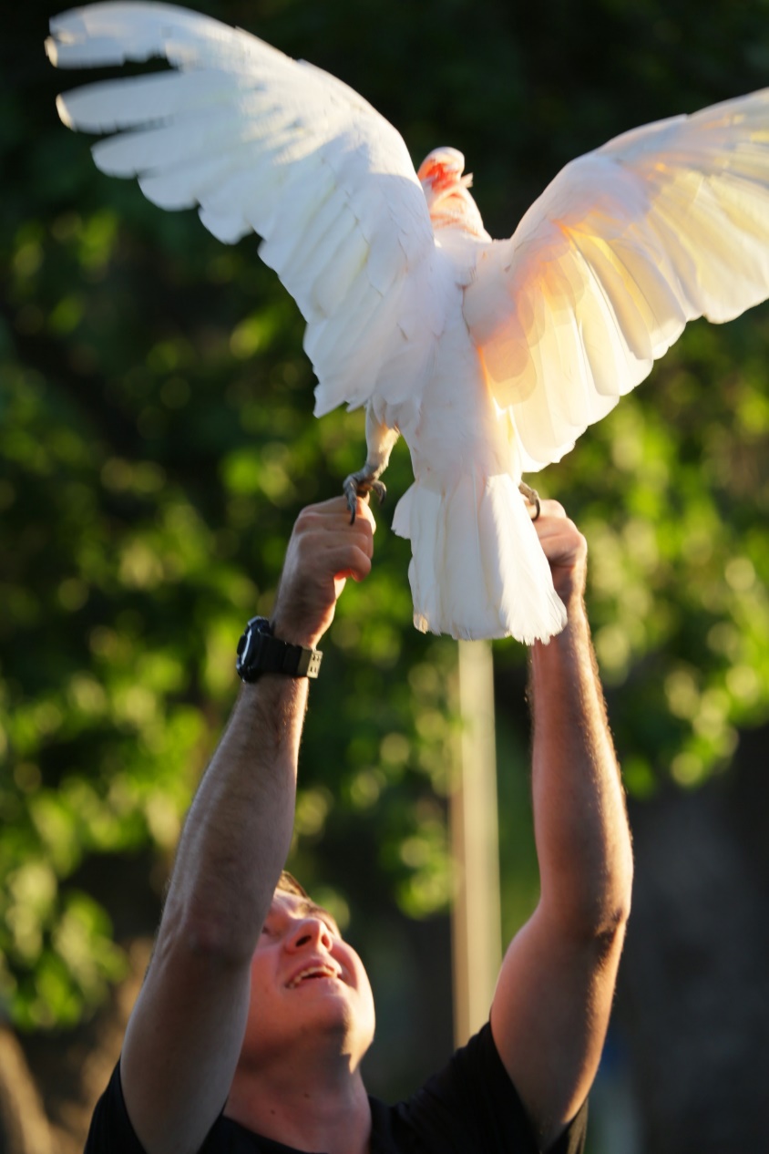 An all-white cockatoo flaps its wings to exercise while a handler at Moorpark Zoo holds its' feet