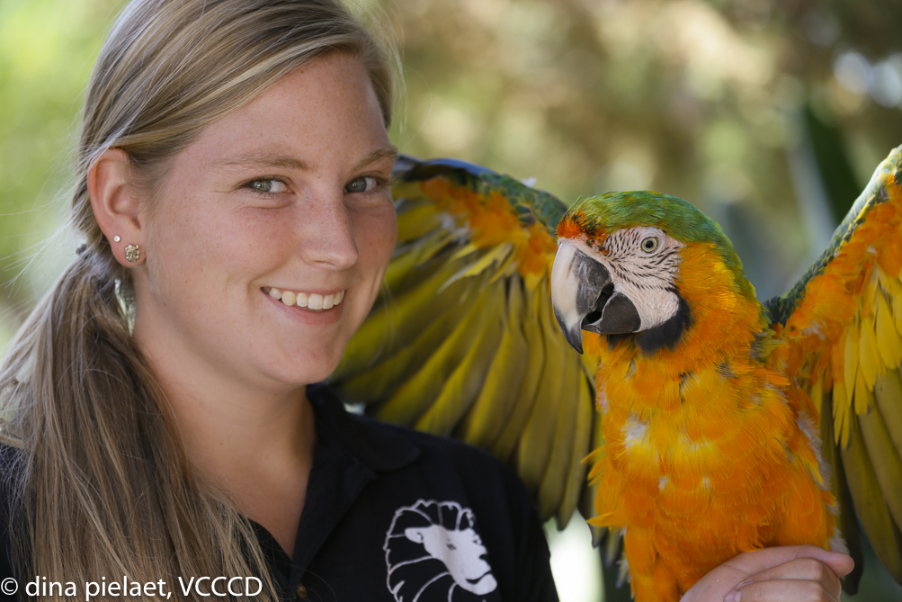 A Moorpark Zoo handler with a macaw (photo Dina Pielaet, VCCCD)