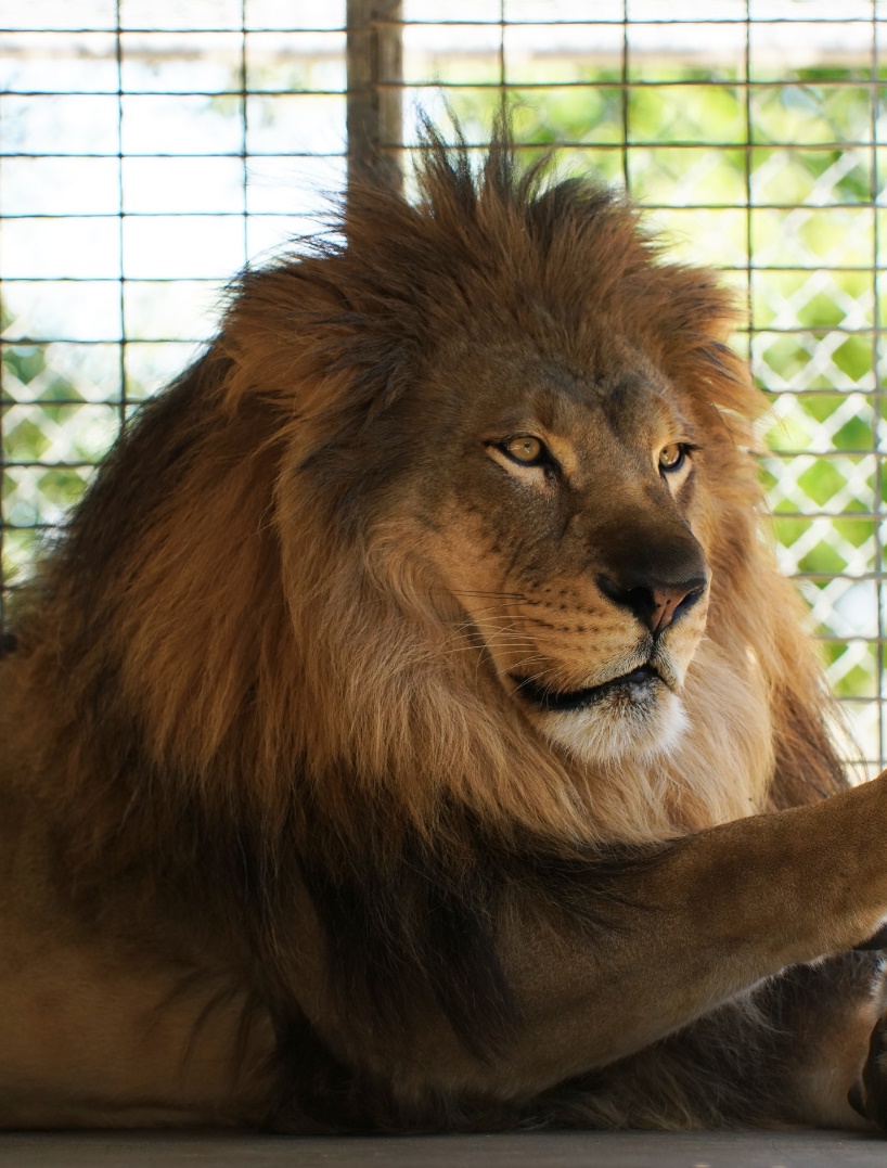 A closeup of Ira the Lion at Moorpark College’s Teaching Zoo