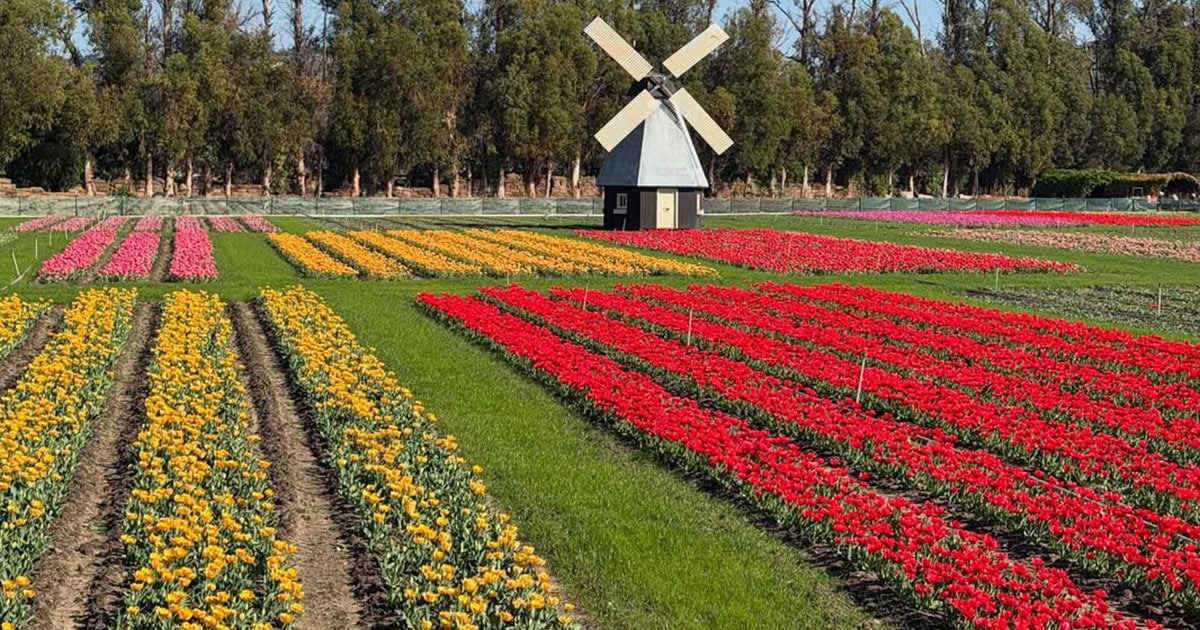 Colorful flower fields with a windmill in Simi Valley, California, for tourism and outdoor activitie.