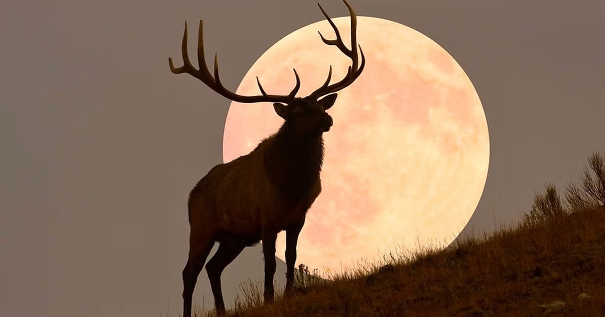 Elk standing on hill with full moon in background during sunset.