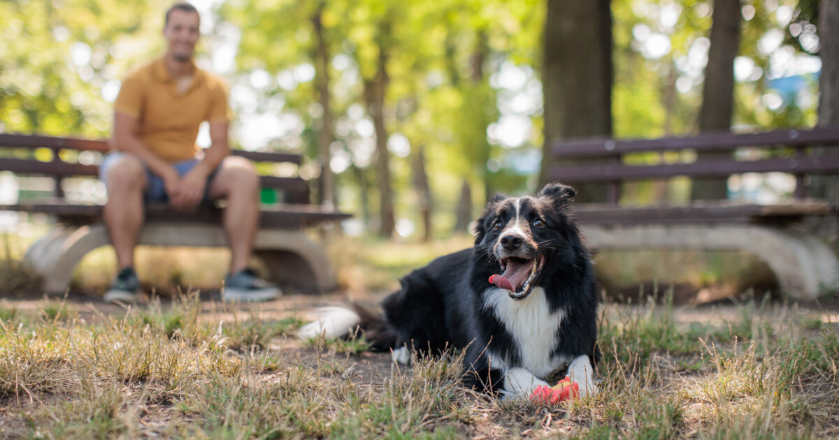 Happy dog with a ball in Simi Valley park with person in background.