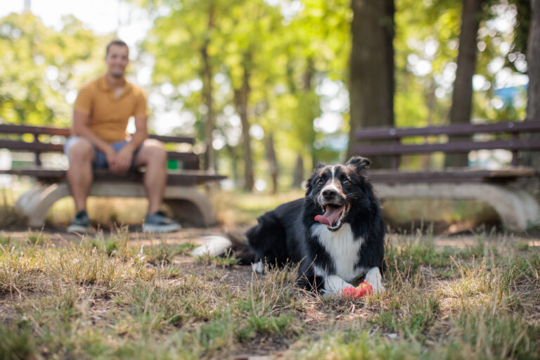 Happy dog with a ball in Simi Valley park with person in background.