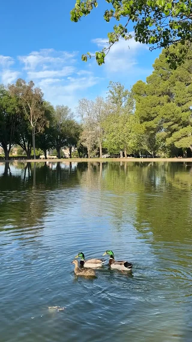 Need a calm, soothing place to visit during your Simi Valley stay? Spend a little time at Duck Park. 

Here’s to beginning the year grateful for simple moments that bring peace. 🦆

📹 @lianturnbo