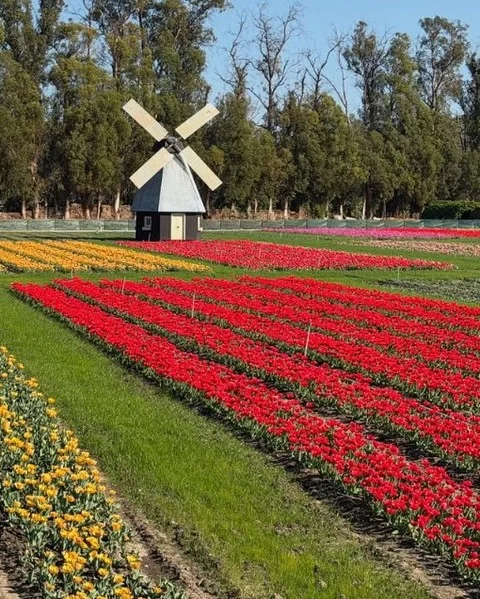 Spring is popping early! 🌷

The Tulip Garden Experience at @underwoodfamilyfarms opens THIS Saturday, February 7. Wander through thousands of vibrant tulips, snap colorful photos, pick your own bouquet, and enjoy farm favorites like wagon ride, the Animal Center, and playful attractions for all ages.

🗓️Daily February 7-March 20 (or until the blooms end)
⏰9:00am–5:00pm
📍3370 Sunset Valley Road, Moorpark
🎟️Admission at the gate only 
💲Mon–Fri: $15, Weekends + Holidays: $20
👉Comment "tulip" and we'll DM you a guide to the event!