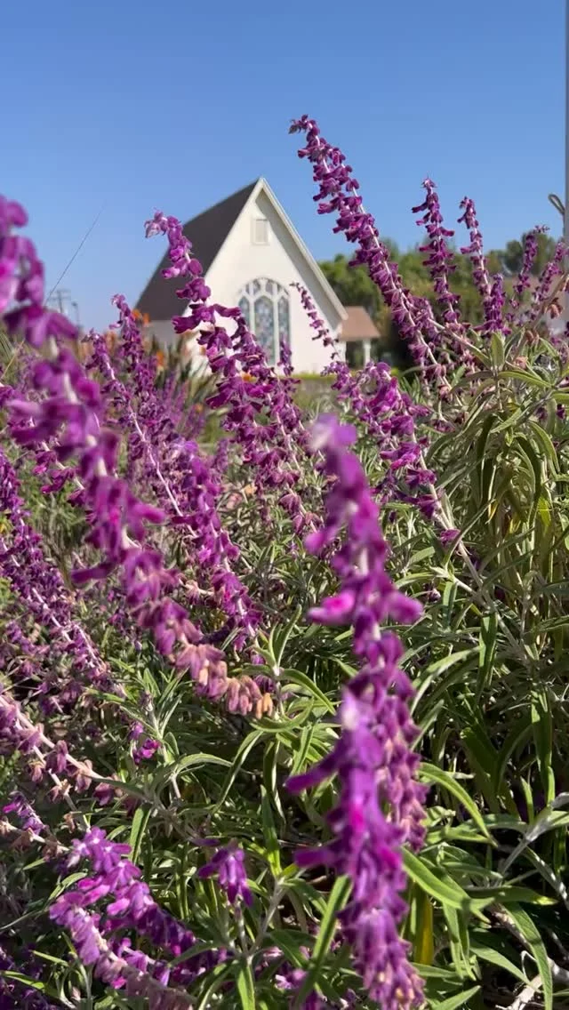 Springtime vibes in Simi Valley have arrived. Which spring adventure will you do first?

✔️Explore historic sites like the Reagan Presidential Library or @simivalleyhistoricalsociety at Strathearn Park 

✔️ Visit the Easter Bunny 🐰at @underwoodfamilyfarms or @svtowncenter

✔️ Hit the greens for a relaxing round of golf ⛳

✔️ Or get moving with a bike ride or scenic hike 👟

Want more ideas? Comment “ACTVITY” and we’ll DM a list of things to do in Simi Valley!