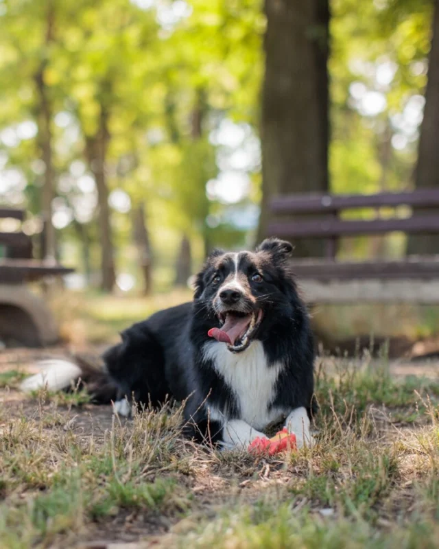 Warning: Tail wags ahead. 🐕

🐾 From off-leash fun and scenic walks to pup cups on a patio, Simi Valley is packed with experiences for you and your four-legged travel buddy. 

Comment "DOG" and we'll send you the best wag-worthy adventures in the city.
