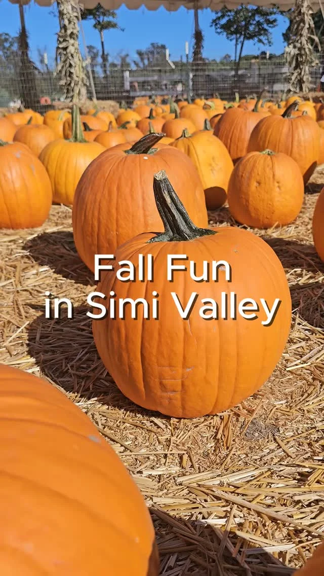 Fall plans? Simi Valley has entered the chat. 🍂🎃

Kick things off with Oktoberfest on Oct. 3, then enjoy pumpkin fun at @underwoodfamilyfarms, a festive street fair, and fall sips and treats at @drconkeys. 🍁☕️

Comment "EVENTS" to see our calendar for more fall fun!